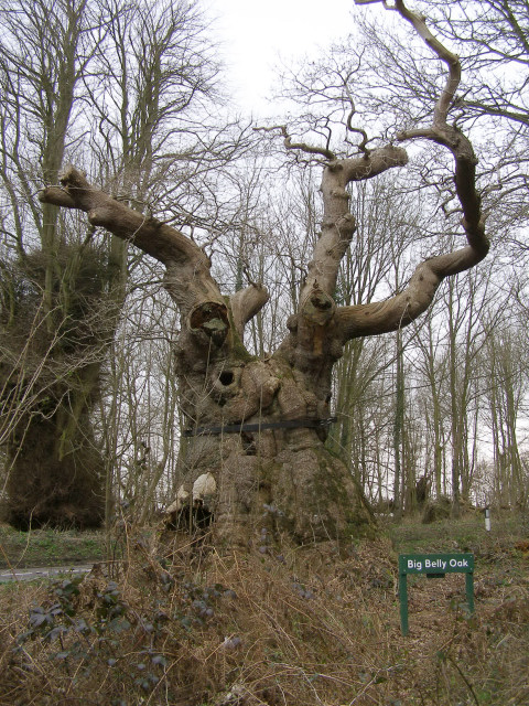 The Big Belly Oak in Savernake Forest, beside the A346: a thousand-year-old sessile oak with an 11-metre girth, the central trunk hollow and braced with a metal band, the upper canopy still in leaf, sunlit forest floor behind.